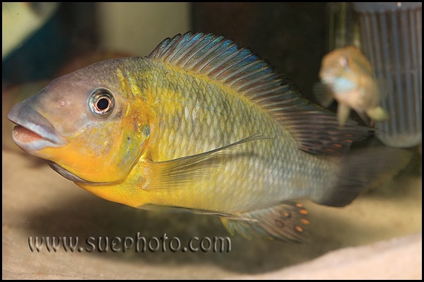 Petrochromis cf. polyodon 'Tembwe Deux'